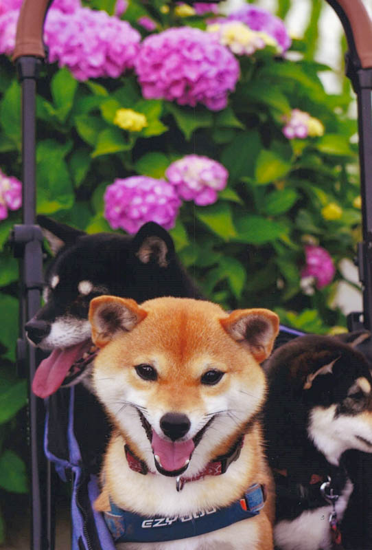 菅田