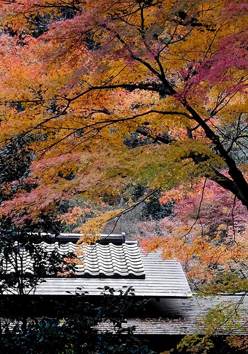 脇野