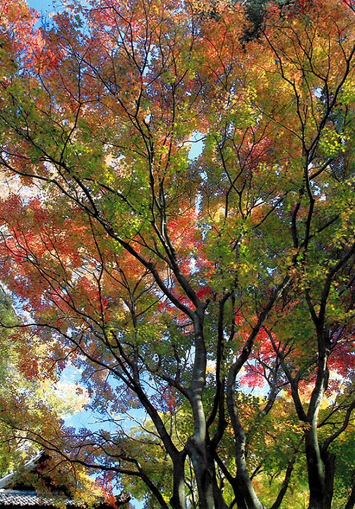 井上