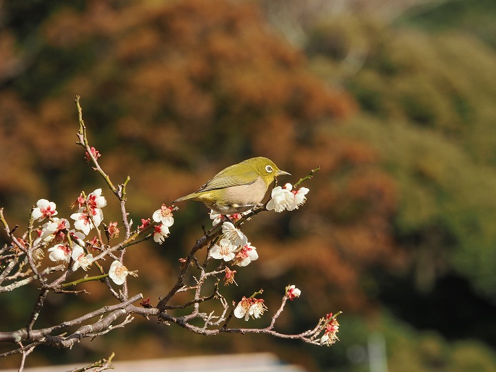 清野