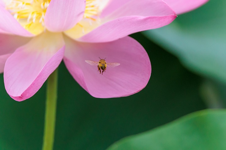 沼尾