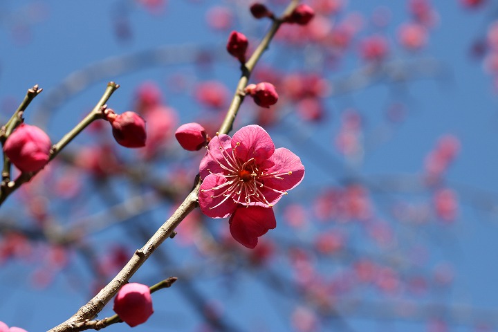松尾