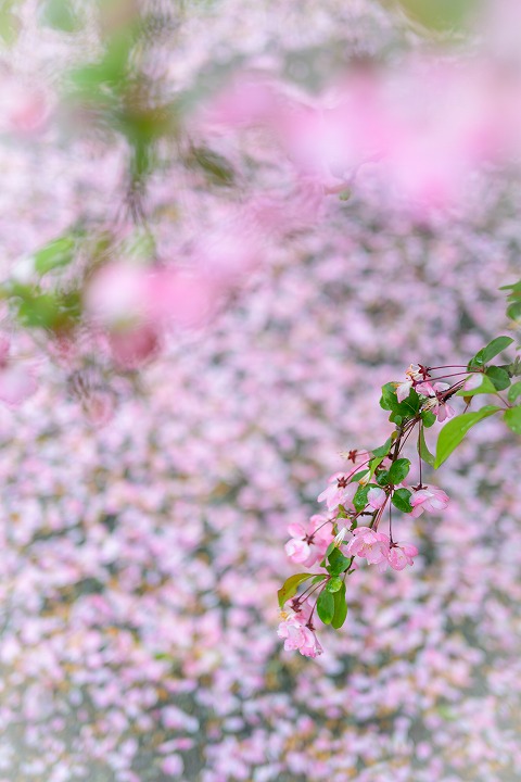 沼尾